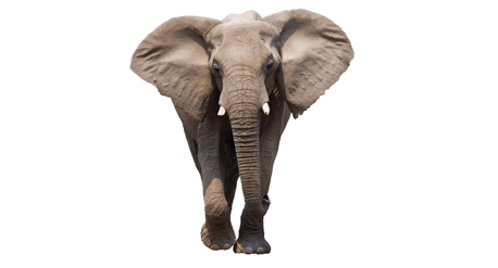 Res_4007246_elephant_front_458